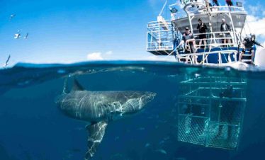 Shark Cage Diving Tour
