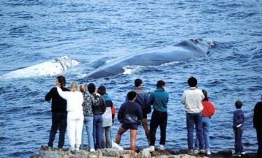 Whale Watching Tour (Cape Town)