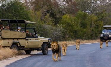 BEST OF SOUTH AFRICA
